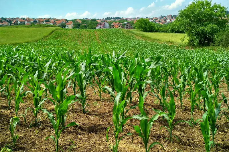 Field of plants